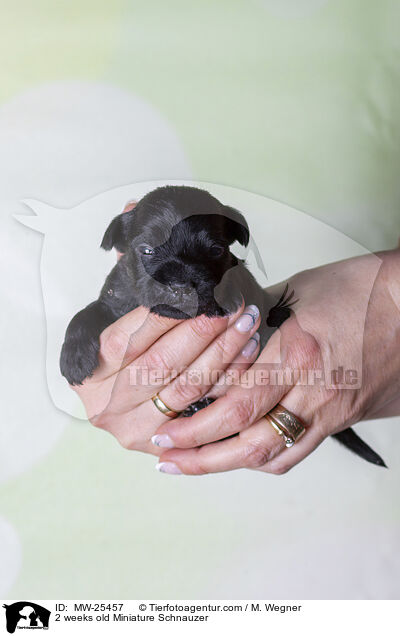 2 Wochen alter Zwergschnauzer Welpe / 2 weeks old Miniature Schnauzer / MW-25457