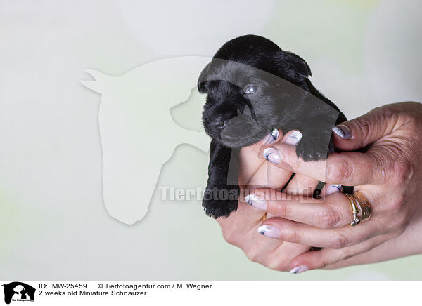 2 Wochen alter Zwergschnauzer Welpe / 2 weeks old Miniature Schnauzer / MW-25459