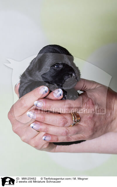 2 Wochen alter Zwergschnauzer Welpe / 2 weeks old Miniature Schnauzer / MW-25462