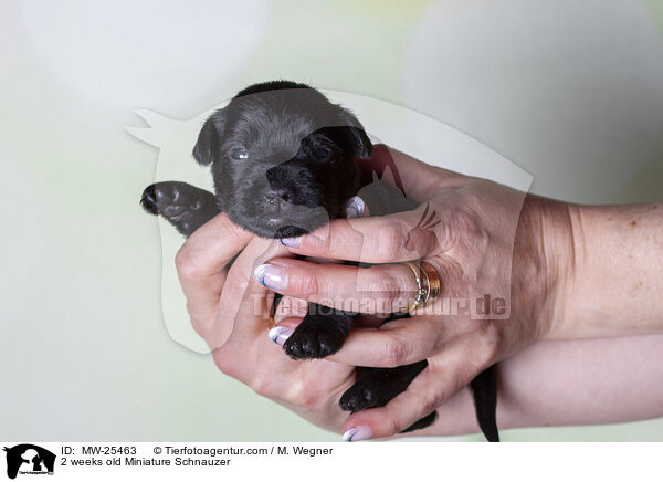 2 Wochen alter Zwergschnauzer Welpe / 2 weeks old Miniature Schnauzer / MW-25463