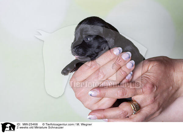 2 Wochen alter Zwergschnauzer Welpe / 2 weeks old Miniature Schnauzer / MW-25468