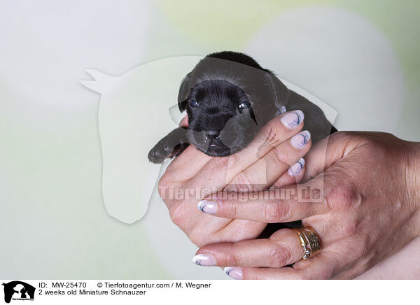 2 weeks old Miniature Schnauzer / MW-25470