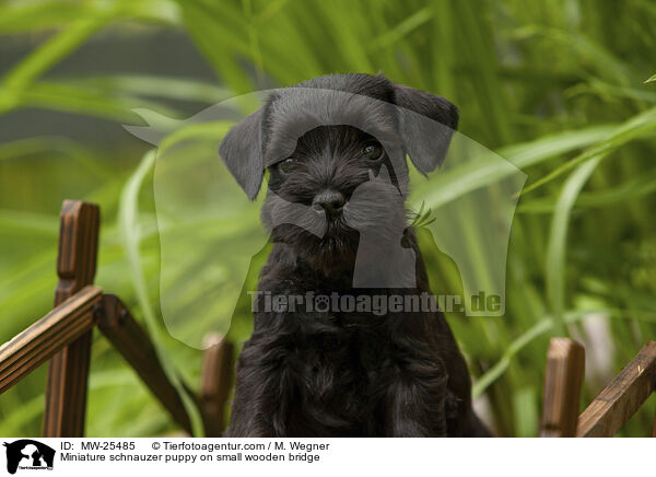 Zwergschnauzer Welpe auf kleiner Holzbrcke / Miniature schnauzer puppy on small wooden bridge / MW-25485