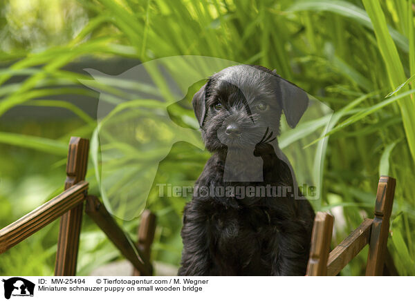 Zwergschnauzer Welpe auf kleiner Holzbrcke / Miniature schnauzer puppy on small wooden bridge / MW-25494