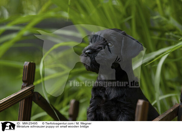 Miniature schnauzer puppy on small wooden bridge / MW-25495