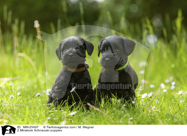 2 Zwergschnauzer Welpen / 2 Miniature Schnauzer puppies / MW-25497