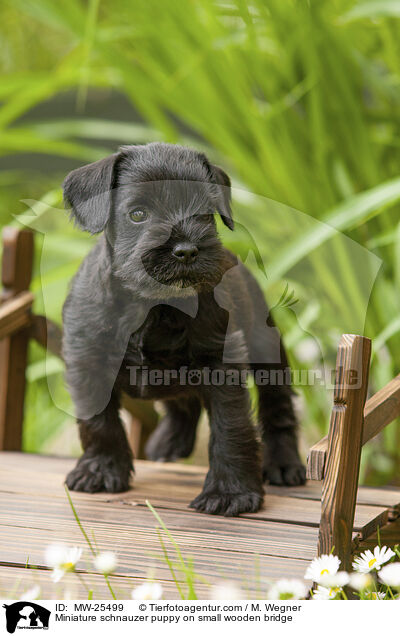 Miniature schnauzer puppy on small wooden bridge / MW-25499