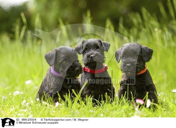 3 Zwergschnauzer Welpen / 3 Miniature Schnauzer puppies / MW-25504