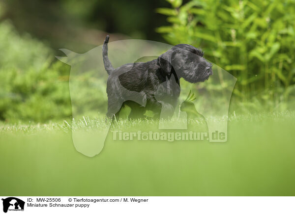 Zwergschnauzer Welpe / Miniature Schnauzer puppy / MW-25506