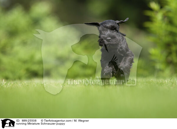 running Miniature Schnauzer puppy / MW-25508