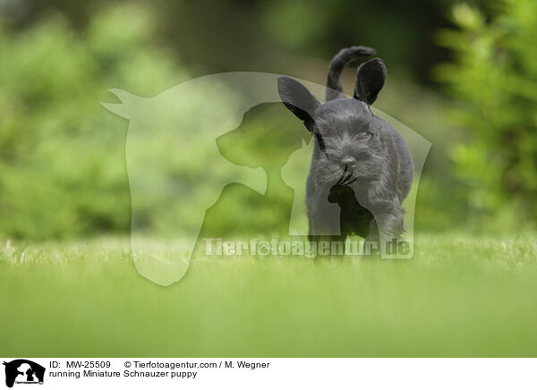 rennender Zwergschnauzer Welpe / running Miniature Schnauzer puppy / MW-25509