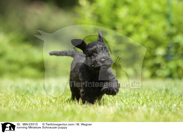 running Miniature Schnauzer puppy / MW-25515