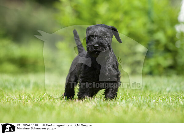 Miniature Schnauzer puppy / MW-25518