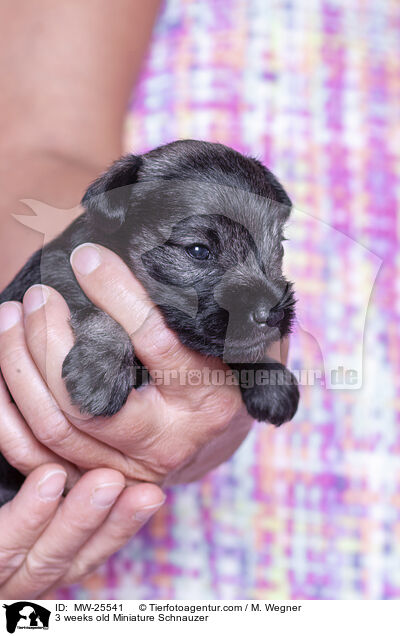 3 weeks old Miniature Schnauzer / MW-25541