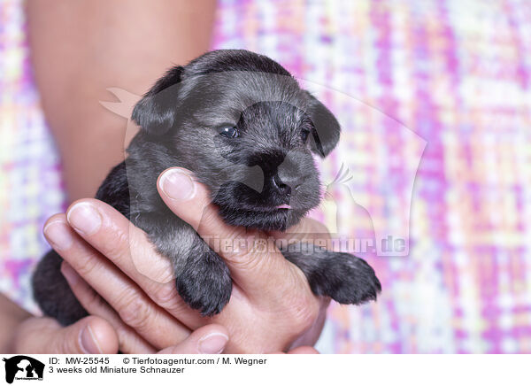 3 Wochen alter Zwergschnauzer Welpe / 3 weeks old Miniature Schnauzer / MW-25545