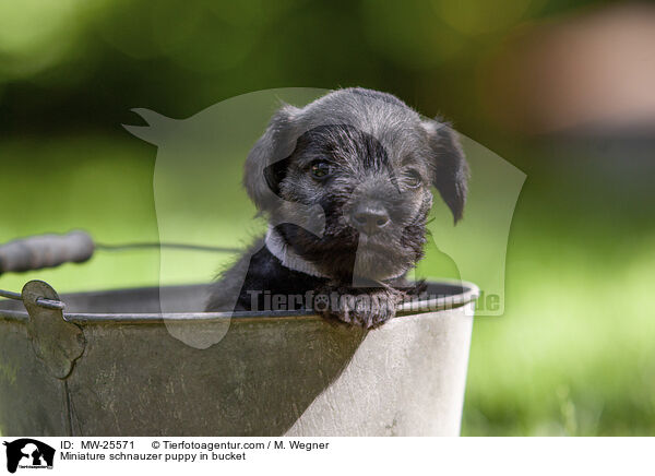 Zwergschnauzer Welpe in Eimer / Miniature schnauzer puppy in bucket / MW-25571