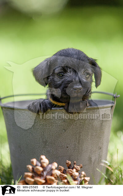 Miniature schnauzer puppy in bucket / MW-25585