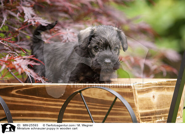 Zwergschnauzer Welpe in Holzwagen / Miniature schnauzer puppy in wooden cart / MW-25593