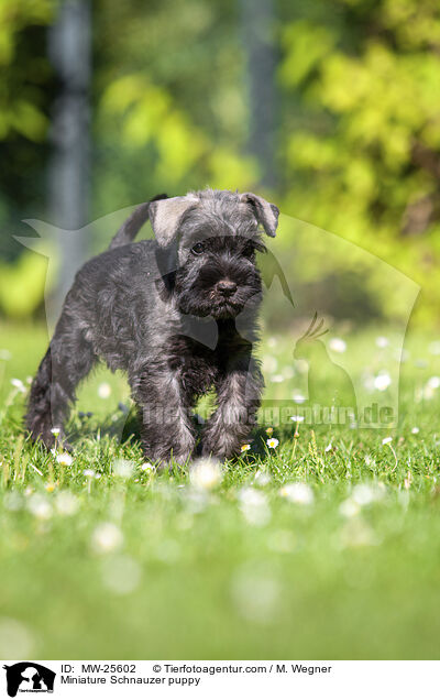 Zwergschnauzer Welpe / Miniature Schnauzer puppy / MW-25602