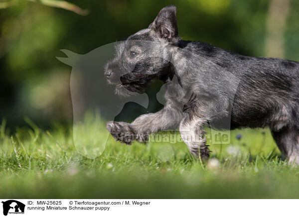 running Miniature Schnauzer puppy / MW-25625