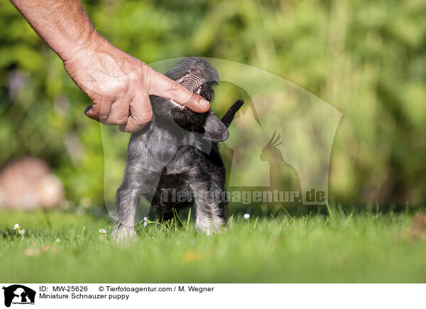 Miniature Schnauzer puppy / MW-25626