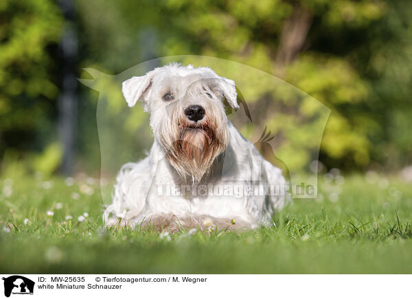 weier Zwergschnauzer / white Miniature Schnauzer / MW-25635