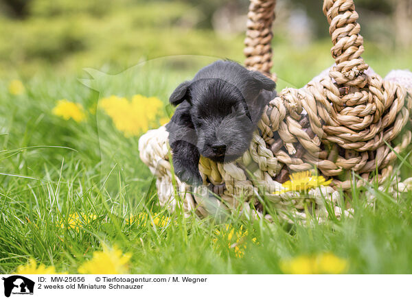 2 Wochen alter Zwergschnauzer Welpe / 2 weeks old Miniature Schnauzer / MW-25656