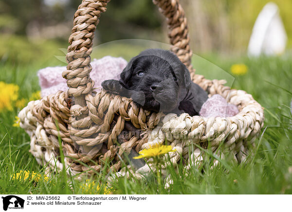 2 Wochen alter Zwergschnauzer Welpe / 2 weeks old Miniature Schnauzer / MW-25662