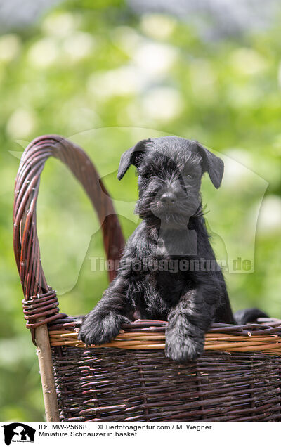 Zwergschnauzer Welpe in Krbchen / Miniature Schnauzer in basket / MW-25668