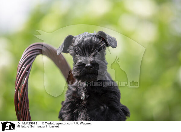 Zwergschnauzer Welpe in Krbchen / Miniature Schnauzer in basket / MW-25673