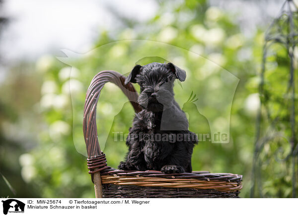 Zwergschnauzer Welpe in Krbchen / Miniature Schnauzer in basket / MW-25674