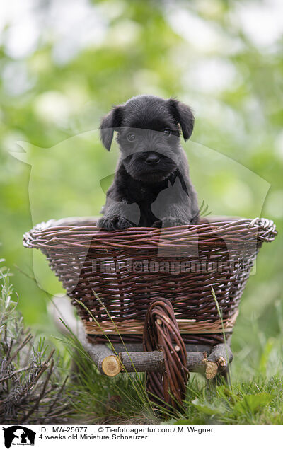 4 Wochen alter Zwergschnauzer Welpe / 4 weeks old Miniature Schnauzer / MW-25677