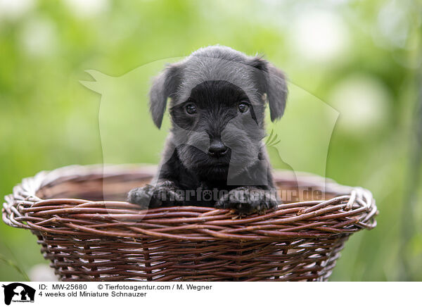 4 Wochen alter Zwergschnauzer Welpe / 4 weeks old Miniature Schnauzer / MW-25680