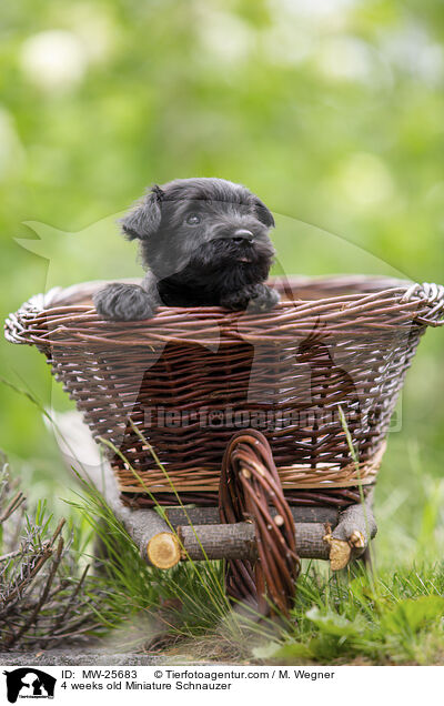 4 Wochen alter Zwergschnauzer Welpe / 4 weeks old Miniature Schnauzer / MW-25683