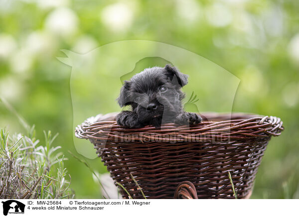 4 Wochen alter Zwergschnauzer Welpe / 4 weeks old Miniature Schnauzer / MW-25684