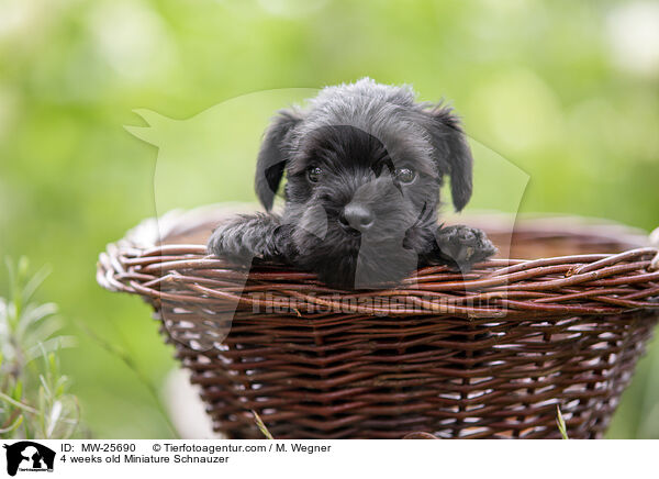 4 Wochen alter Zwergschnauzer Welpe / 4 weeks old Miniature Schnauzer / MW-25690