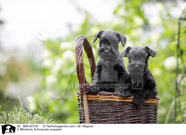 2 Zwergschnauzer Welpen / 2 Miniature Schnauzer puppies / MW-25700