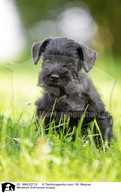 Zwergschnauzer Welpe / Miniature Schnauzer puppy / MW-25712