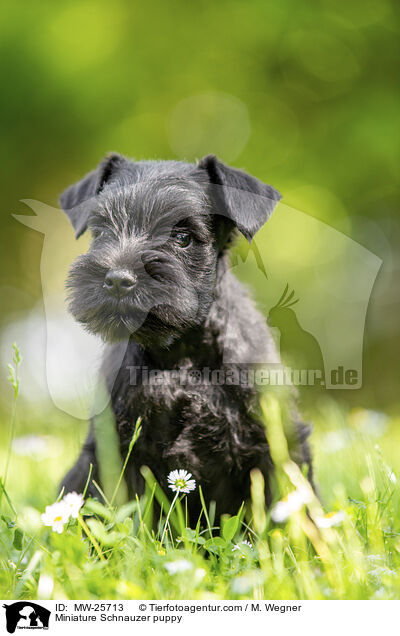 Zwergschnauzer Welpe / Miniature Schnauzer puppy / MW-25713