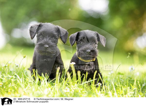 2 Zwergschnauzer Welpen / 2 Miniature Schnauzer puppies / MW-25715