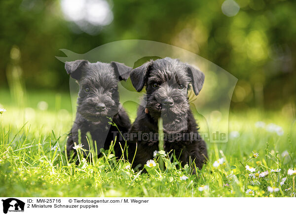 2 Zwergschnauzer Welpen / 2 Miniature Schnauzer puppies / MW-25716