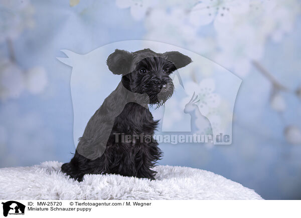 Zwergschnauzer Welpe / Miniature Schnauzer puppy / MW-25720