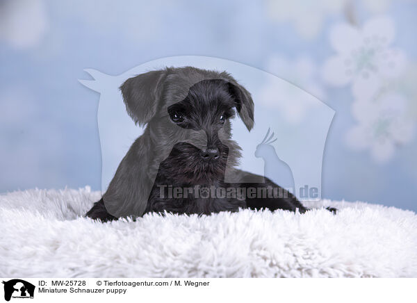 Zwergschnauzer Welpe / Miniature Schnauzer puppy / MW-25728