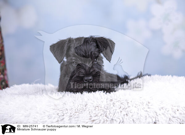 Zwergschnauzer Welpe / Miniature Schnauzer puppy / MW-25741