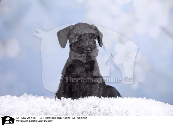 Zwergschnauzer Welpe / Miniature Schnauzer puppy / MW-25746