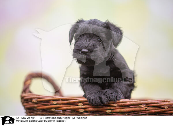 Zwergschnauzer Welpe im Krbchen / Miniature Schnauzer puppy in basket / MW-25751