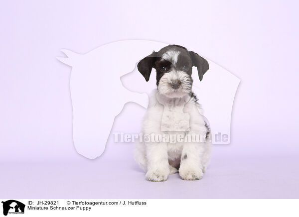 Zwergschnauzer Welpe / Miniature Schnauzer Puppy / JH-29821