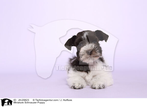 Zwergschnauzer Welpe / Miniature Schnauzer Puppy / JH-29823