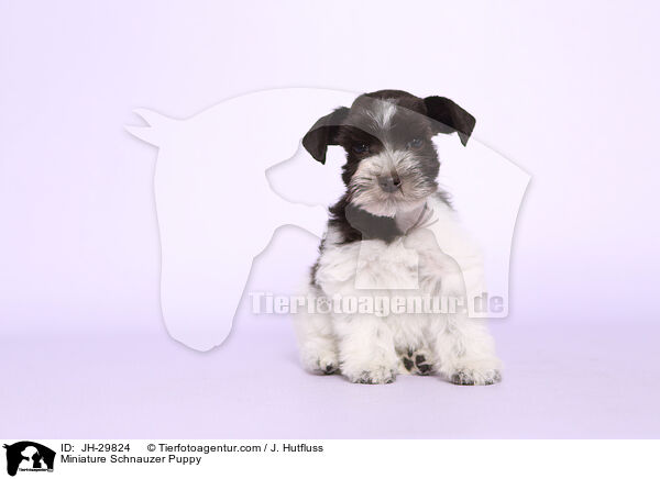 Zwergschnauzer Welpe / Miniature Schnauzer Puppy / JH-29824