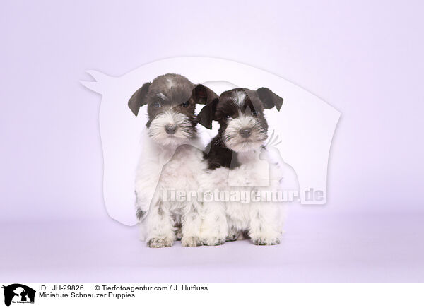 Zwergschnauzer Welpen / Miniature Schnauzer Puppies / JH-29826